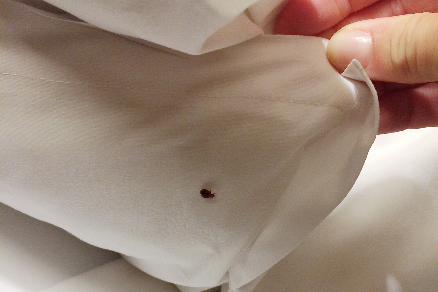 bed bug in sheets