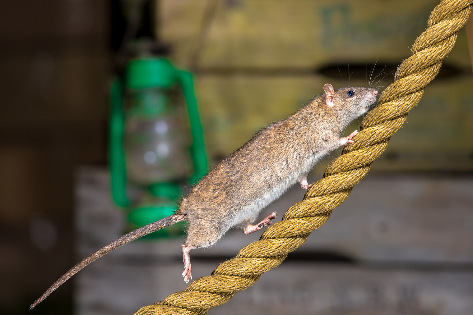 brown rat going up rope