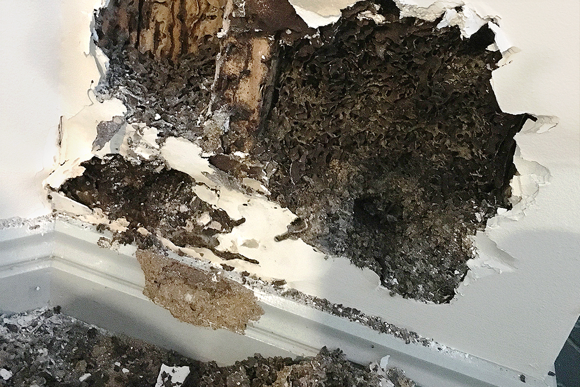 termites damage house extermination exterminator termite bugs infestation home cake wall