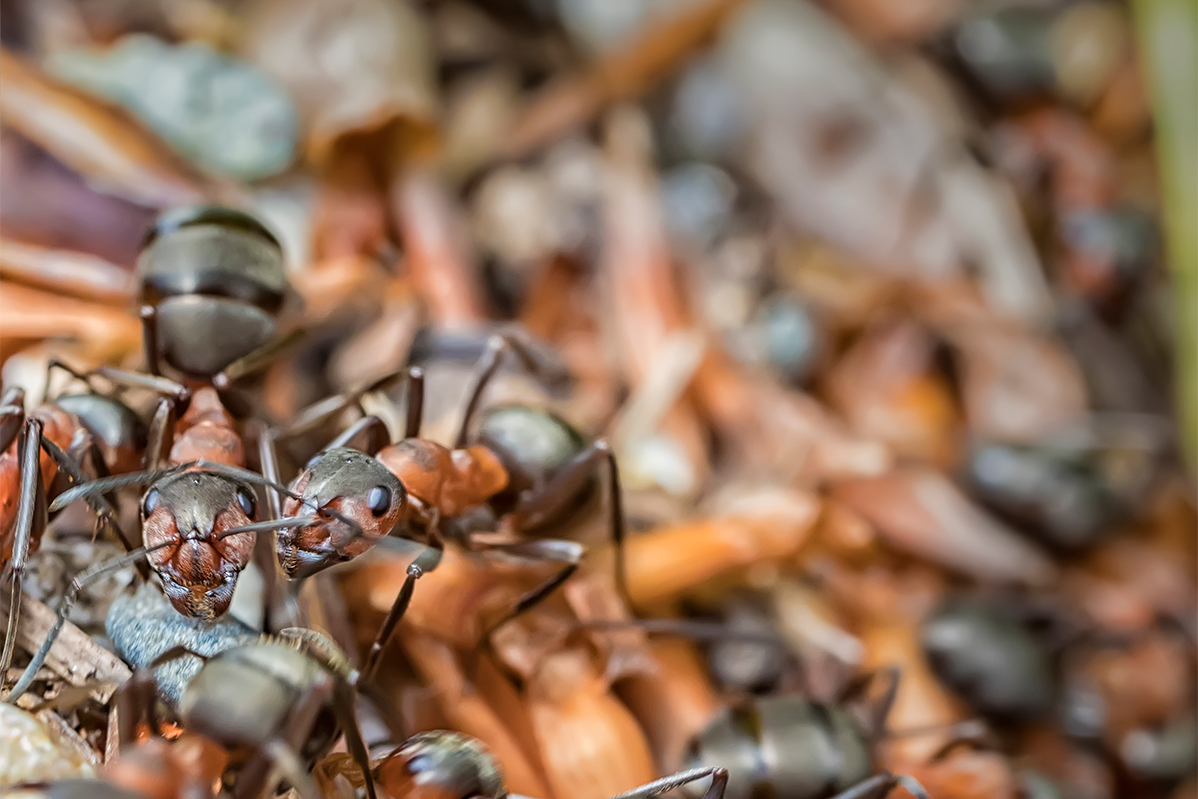 many ants ant hill