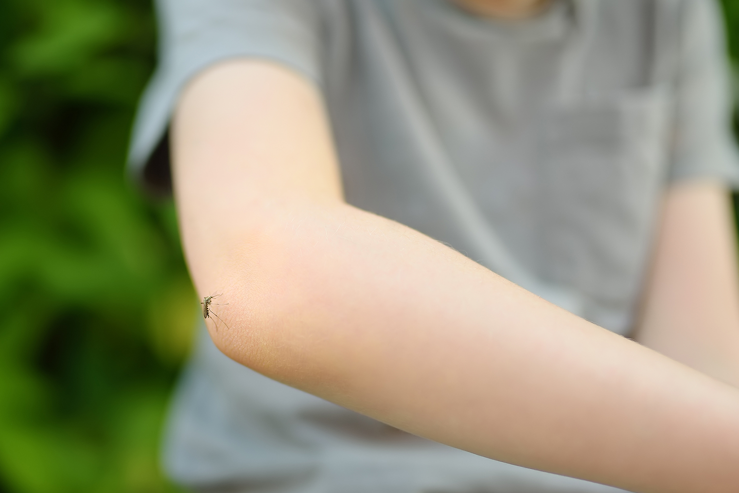 mosquito on kid's elbow exterminator extermination child arm outside nature