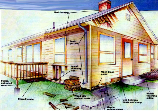 termite house graphic