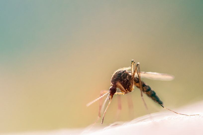 mosquito on elbow exterminator extermination child arm outside nature